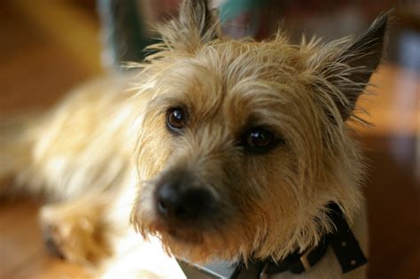 File:Cairn Terrier CloseUp.jpg - Wikimedia Commons