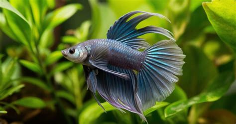 Betta Fish Eggs 101: Size, Appearance, Hatching Time & More