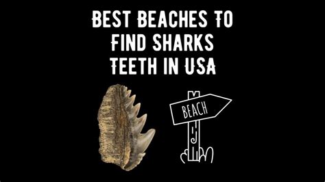 17 Best Beaches To Find Sharks Teeth in USA - Shark Truth