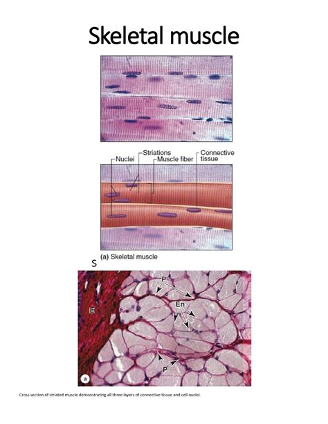 Skeletal Muscle Histology