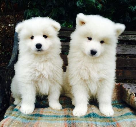 Samoyed Puppies For Sale | Columbus, OH #301747 | Petzlover