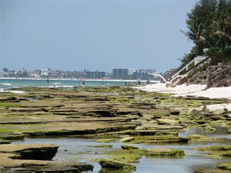 Snorkeling Point-of-Rocks, Siesta Key, Florida