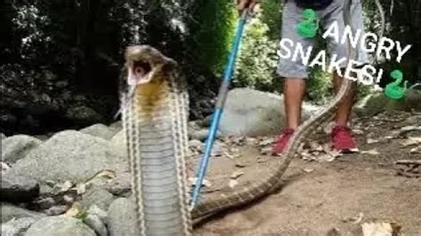 Crazy Angry KING COBRA! #snakes #kingcobra #venomous #slowmotion # ...