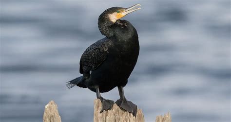 Great Cormorant Range Map, All About Birds, Cornell Lab of Ornithology