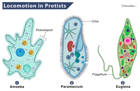 Structure Of A Protist Structure Of A Euglena. Anatomy Of A