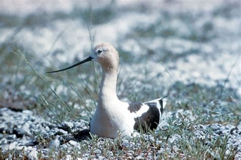 American Avocet - Recurvirostra americana - NatureWorks