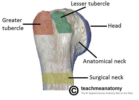 The Humerus - Proximal - Shaft - Distal - TeachMeAnatomy