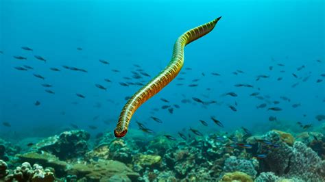 Extremely venomous sea snake kills man in Australia | Fox News