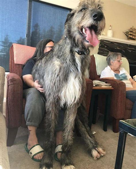 561 best Irish Wolfhound images on Pholder | Aww, Irishwolfhound and ...