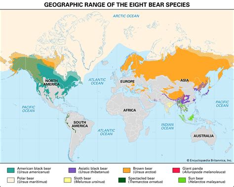 Bear | Types, Habitat, & Facts | Britannica