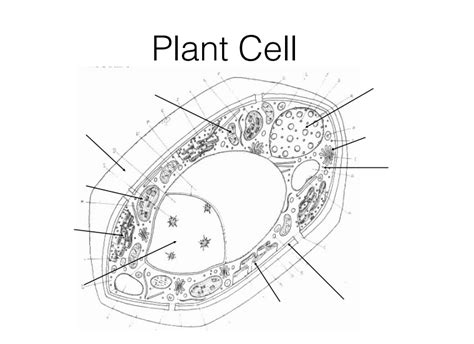 Biology label the diagram plant cell Diagram | Quizlet