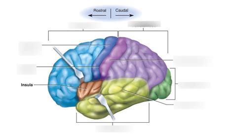 Diagram of Brain lobes | Quizlet