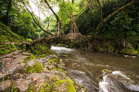 A Living Root Bridge is a type of simple suspension bridge formed of ...