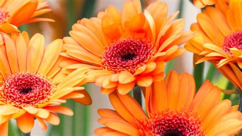 Top 25 Orange Flowers for Your Garden | Garden Design