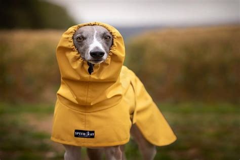 5 Best Dog Coats For Whippets - WhippetCentral