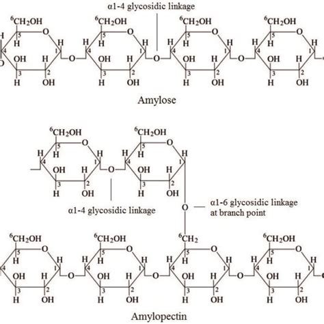 Structure of amylose and amylopectin in starch. | Download Scientific ...