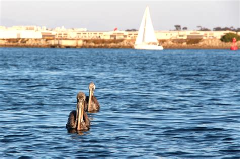 Take a San Diego Bay Sunset Cruise Aboard Baydreamin' 1