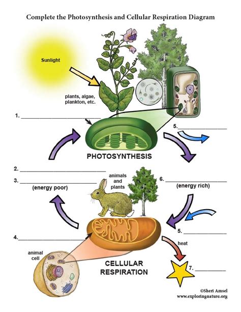 Photosynthesis And Cellular Respiration Flow Chart