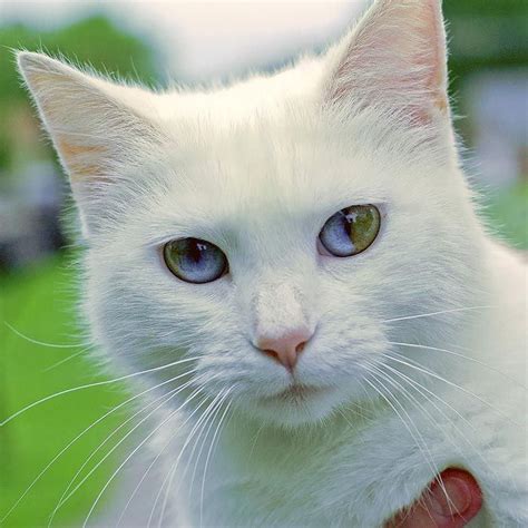 Beautiful photos of animals with heterochromia that will not leave ...