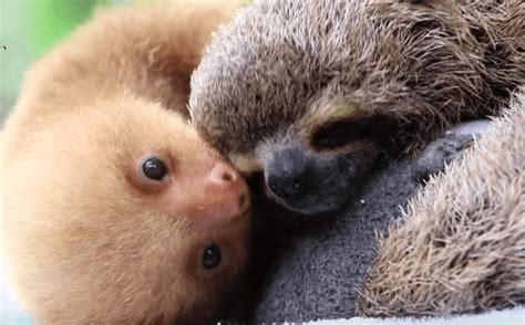 Image - Baby-Two-Toed-Sloth-vs.-Baby-Three-Toed-Sloth-Is-The-Cutest ...