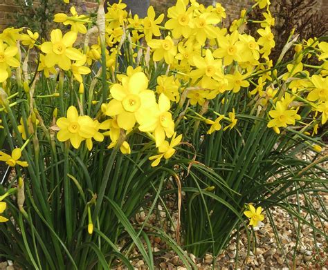 7 narcissus flowers to grow for a bright, beautiful garden