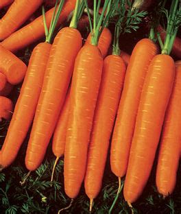 Carrot Varieties, Varieties of Carrots, Types of Carrots