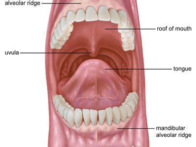 Alveolar ridge | Description, Anatomy, Facts, & Augmentation | Britannica