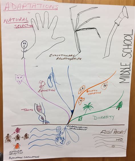 Natural Selection — The Wonder of Science