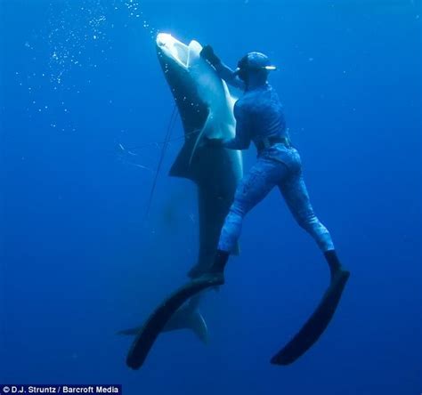 Spearing sharks - General Spearfishing Discussion - Spearfishing World ...