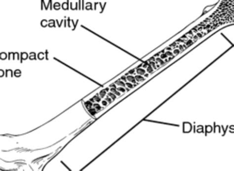 Long Bones and Microscopic Bone Functions Flashcards | Quizlet