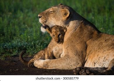 40,343 Lion Cub Stock Photos, Images & Photography | Shutterstock