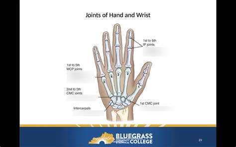 Types of Joints in the Hand Diagram | Quizlet