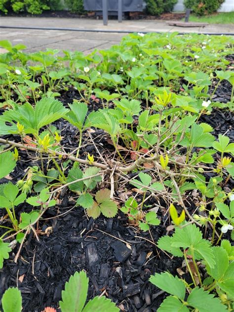 Any idea whats wrong with my satsuki azaleas? Zone (6b) : r/plantclinic