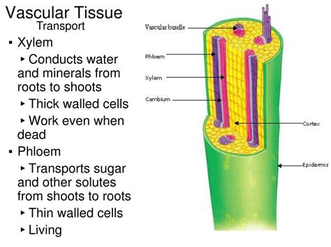 PPT - Vascular Plant Structure PowerPoint Presentation, free download ...