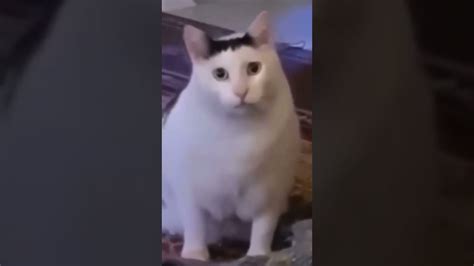 huh cat meme template - YouTube