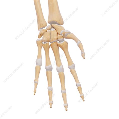 Human hand bones, artwork - Stock Image - F007/0983 - Science Photo Library