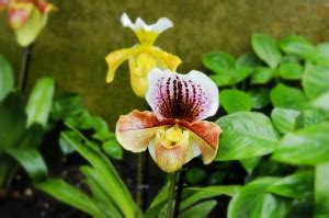 Orchids at Kew gardens - Members Gallery - Carnivorous Plants UK