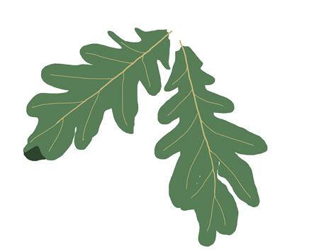 Oak Tree Leaf - ClipArt Best