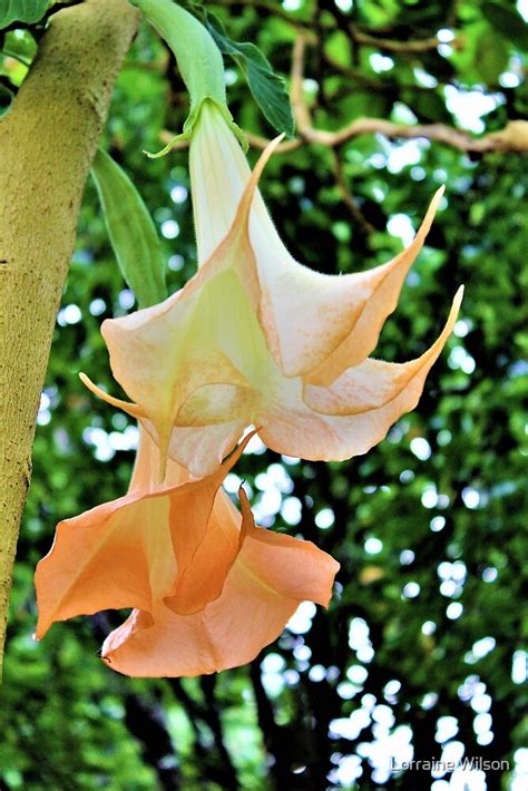 "Angel's Trumpet Tree" by Lorraine Wilson | Redbubble