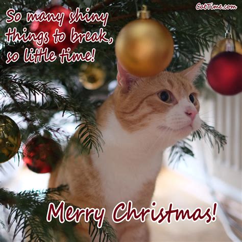 15 Cat Christmas E-Cards You Can Share With Your Friends And Family ...