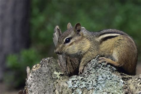 Types of Small Rodents in Michigan | Hunker