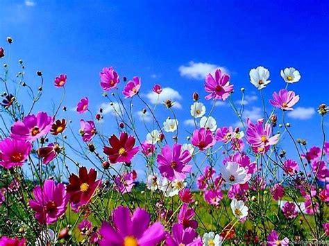 Spring Flowers Desktop Wallpapers - Top Free Spring Flowers Desktop ...