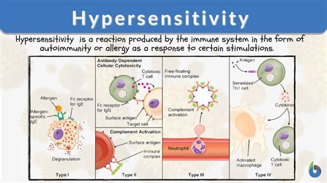 Hypersensitivity Definition and Examples - Biology Online Dictionary