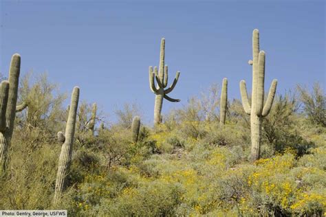 Beautiful Desert Plants With Names