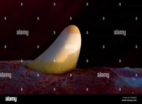 Sperm whale teeth hi-res stock photography and images - Alamy