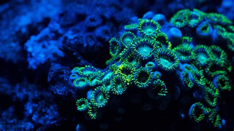 🔥 [73+] Coral Reef Backgrounds | WallpaperSafari