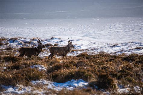 Red Deer, Scotland. : r/Scotland