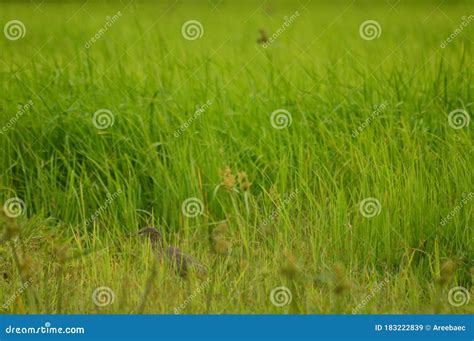 Green Grass Macro Photography Stock Image - Image of produce, flower ...