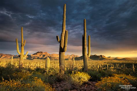 Sunset in the Sonoran Desert | Misc | Arizona | USA | Synnatschke ...