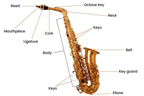 Different Types Of Saxophones | Ted's List